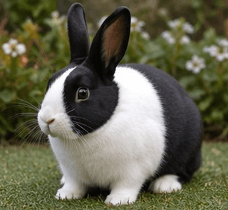 Dutch rabbit