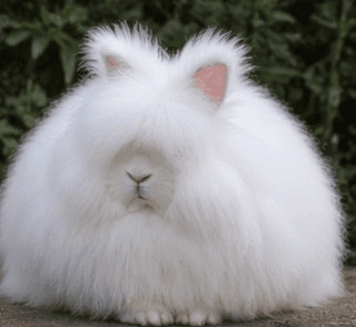 English Angora rabbit