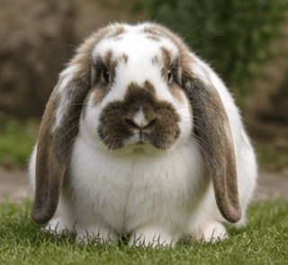 English Lop rabbit
