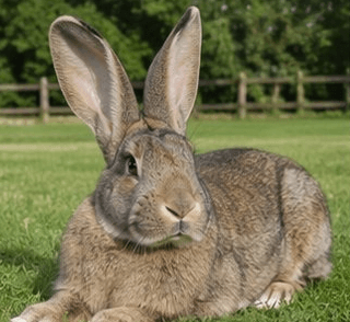 Flemish Giant rabbit