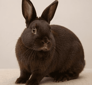 Havana rabbit