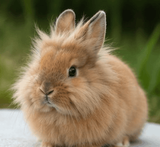 Lionhead rabbit