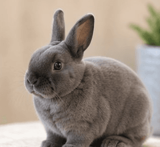 Mini Rex rabbit