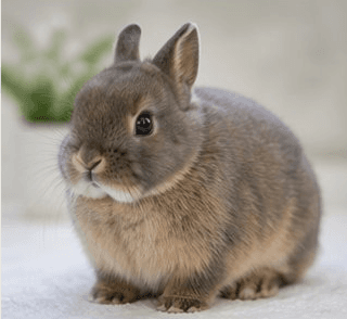 Netherland Dwarf rabbit